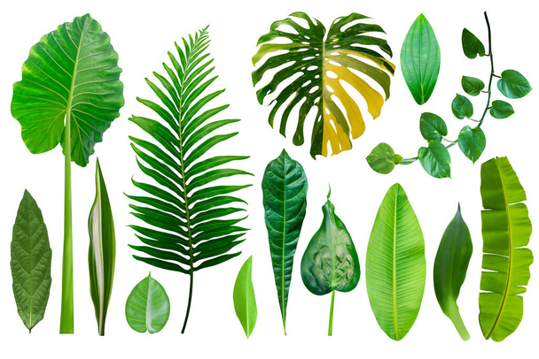Tropisch groene bladeren geïsoleerd op witte achtergrond. Vers blad van monstera, banaan, palm, olifant oor, gouden pannenkoeken, gestreepte Dracaena, fer - Foto, afbeelding