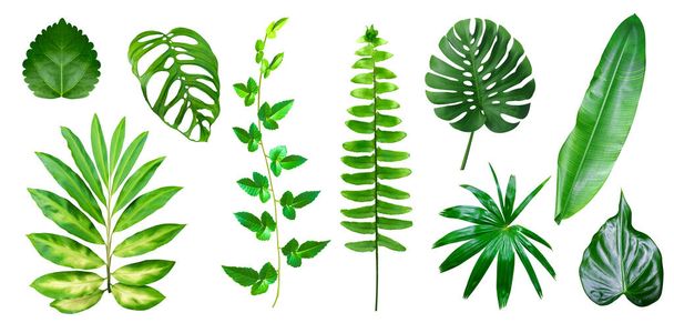 Tropical green leaves set isolated on white backgroun - Photo, Image