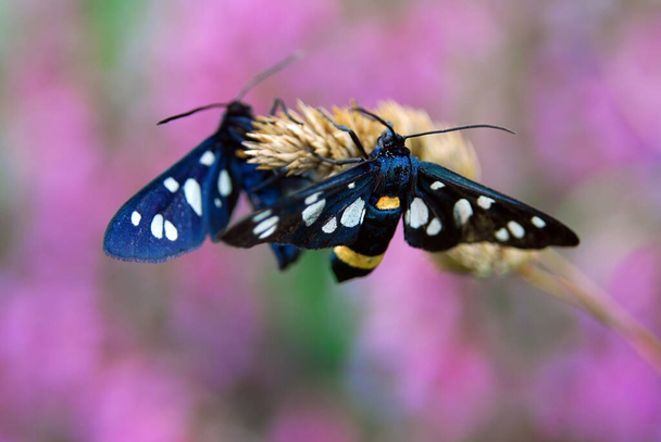 mariposa (Zygaena ephialtes), mariposa negra. - Foto, Imagen