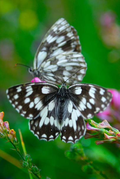 Mramorovaný bílý motýl pár páření na Brown Knapweed  - Fotografie, Obrázek