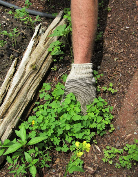 Bahçede yabani otları çeken bir adamın el ve kol görüntüsü ve bahçe eldivenleri.  - Fotoğraf, Görsel