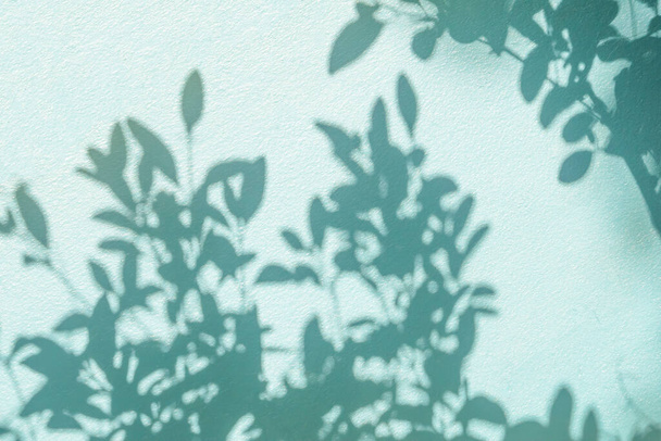 Abstract green shadow background of natural leaves tree branch falling on white wall texture for background and wallpaper, nature green shadow art on wal - Foto, Bild