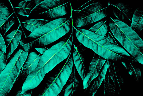 Texture de feuilles vertes colorées sur la branche dans un fond sombre avec de la menthe bleue, nature verdure papier peint floral jungle tropicale motif écologie concept d'environnement vert, feuilles vertes mur backgroun - Photo, image