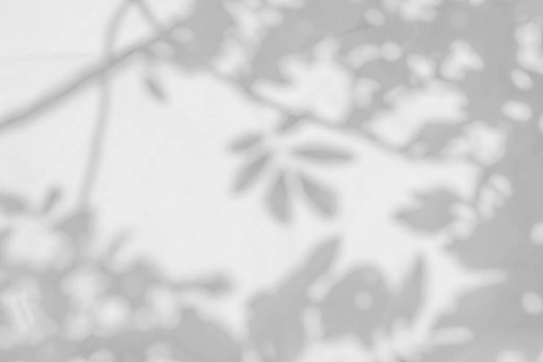Hojas sombra fondo borroso, hojas de la naturaleza, árbol, tronco y rama que cae sobre la textura de la pared blanca para el fondo y papel pintado, blanco y negro, monocromo, naturaleza sombras arte en la pared - Foto, Imagen