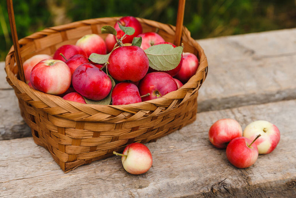 Just picked fruit. Basket with red and orange apples on old rustic wooden table. Harvested crop outdoor. - Foto, Bild