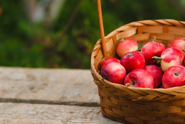 Właśnie zbierałem owoce. Kosz z czerwonymi i pomarańczowymi jabłkami na starym drewnianym stole. Zebrane plony na wolnym powietrzu. - Zdjęcie, obraz