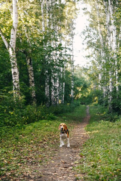 Beagle dog puppy walks cheerful and happy through the forest on a summer evening at sunset - Foto, Imagen