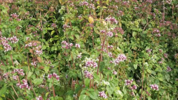 Abejas y abejas recolectan néctar de flores de orégano en el campo - Imágenes, Vídeo