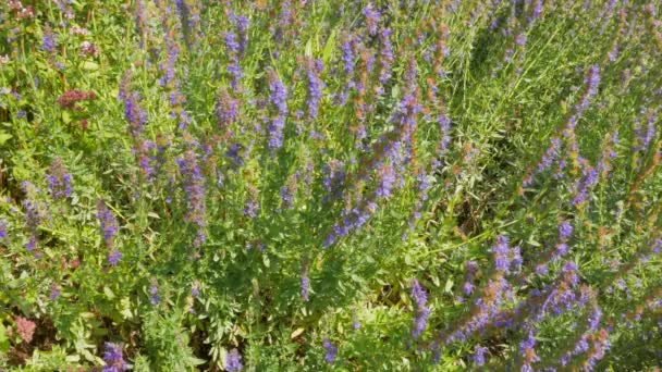 Abejas y abejas recolectan néctar de flores de hisopo en el campo - Imágenes, Vídeo