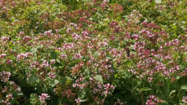 Bumblebees and bees collect nectar from oregano flowers in the field - Footage, Video