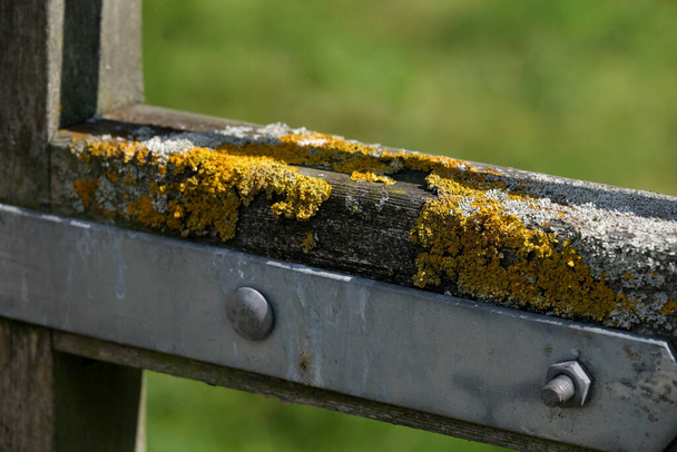 Lichen groeiend op vochtige spant van boerderij poort. - Foto, afbeelding