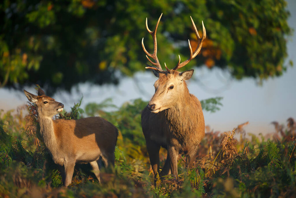 Zbliżenie jelenia czerwonego z tyłkiem jesienią, Wielka Brytania. - Zdjęcie, obraz