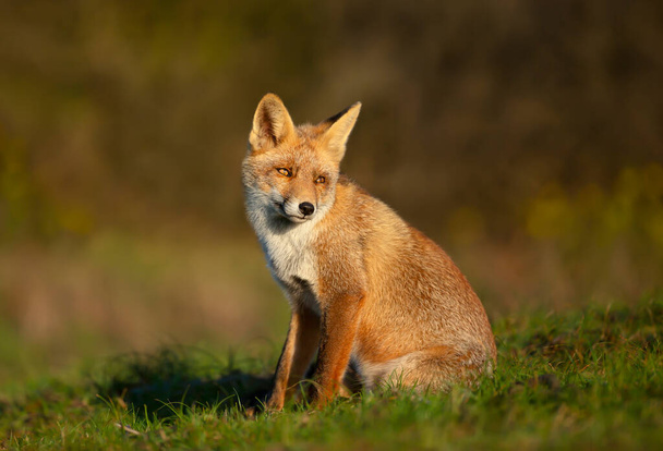 Detail mladé lišky obecné (Vulpes vulpes) sedící v trávě. - Fotografie, Obrázek