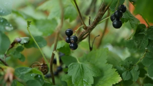 Fruits of black currant berries from the bushes in the summer garden, ready to harvest. Juicy ripe berries of a black currant on a bush. Garden berries background. Close-up - Footage, Video