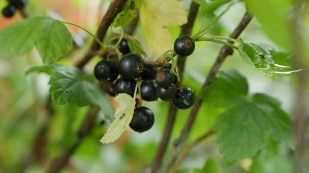 夏の庭の茂みから黒いスグリの果実を収穫する準備ができています。ブッシュに黒いスグリのジューシーな熟した果実。庭の果実の背景。閉鎖 - 映像、動画
