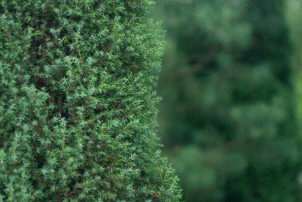 Crown of green thuja in the foreground, on a background of blurred thuja behind - Photo, Image