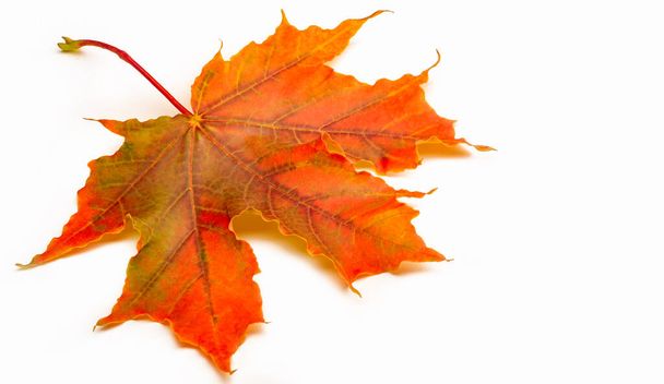 Bosquejo de otoño con hojas de arce, amarillo rojo anaranjado de hojas, fotografía aislada sobre fondo blanco - Foto, imagen