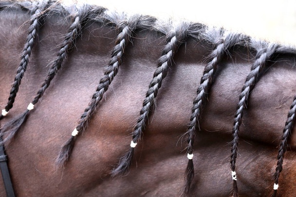 Braided horse mane. Bay colored horse with black mane with braids - Photo, Image