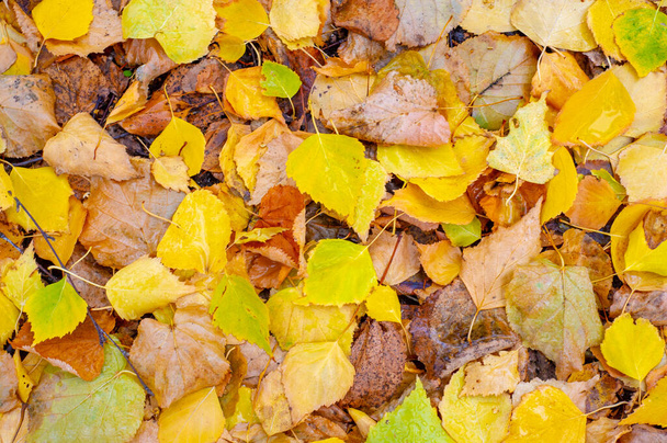 Πολύχρωμα φθινοπωρινά φύλλα σημύδας, φυλλοβόλο δέντρο με λευκό φλοιό και φύλλα σε σχήμα καρδιάς. - Φωτογραφία, εικόνα