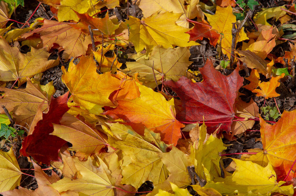 Осенний кленовый лист, плоская структура более высокого растения, похожая на лезвие, которое прикрепляется непосредственно к стеблю или через стебель. Листья являются основными органами фотосинтеза и транспирации - Фото, изображение