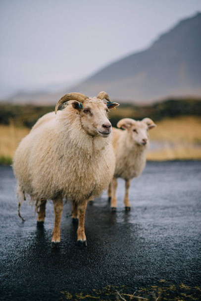 Three Icelandic goats stand on the road. - 写真・画像
