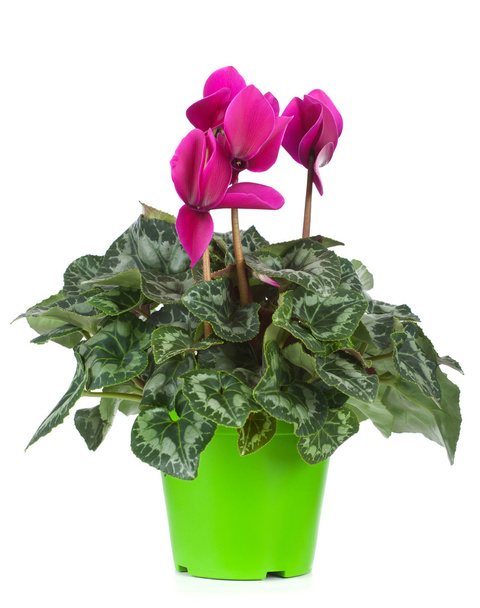 Cyclamen flowerpot - Photo, Image