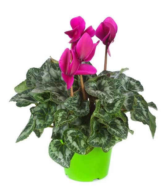 Cyclamen flowerpot - Foto, imagen