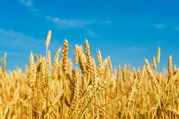 wheat field - Foto, Imagen
