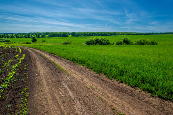 paisaje de verano, días de verano sensual, camino rural país, a través de campos plantados en campos de alfalfa, maíz - Foto, Imagen