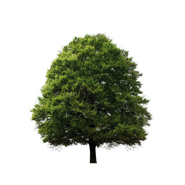 Зелений дуба дерево
 - Фото, зображення