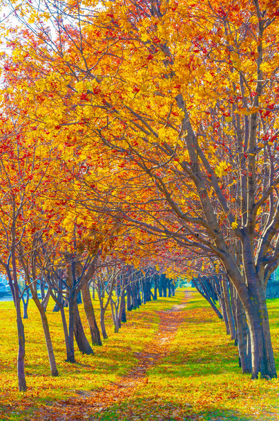 Φθινοπωρινό τοπίο, σκίτσο του φθινοπώρου στη φωτογραφία, κίτρινα βυσσινί κόκκινα φύλλα, καλοκαιρινή αναφορά, χαρούμενες εικόνες - Φωτογραφία, εικόνα