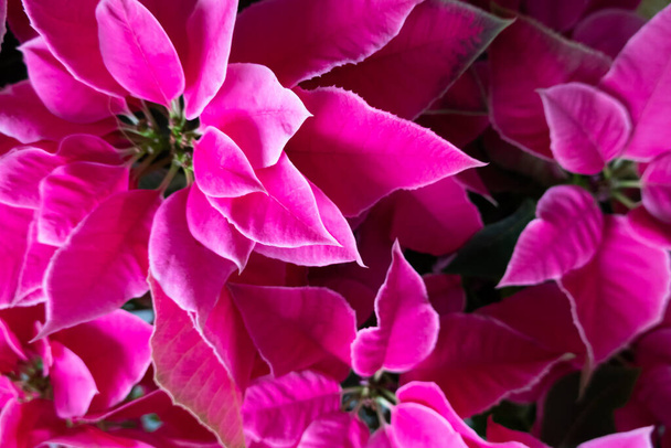 group of pink poinsettia flowers at home - Fotoğraf, Görsel