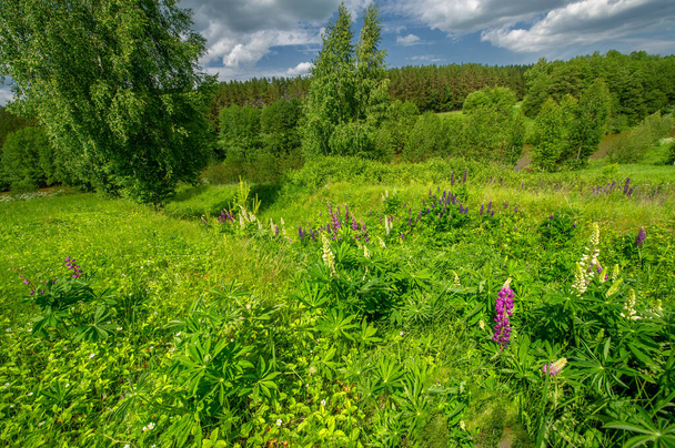 Zomer landschap, platteland, levendig groen van grassen en bomen, blauwe lucht met witte wolken, Lupinus, algemeen bekend als lupine of lupine, geweldige zomerstemming - Foto, afbeelding