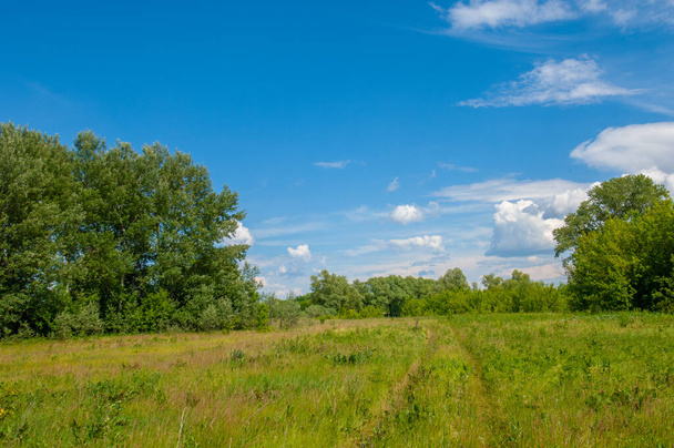 summer landscape, thunderclouds, blue sky, floodplain meadow fields, the aroma of summer colors and a variety of wildflowers - Fotografie, Obrázek