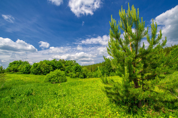 Letní krajina, krajina, jasně zelená tráva a stromy, modrá obloha s bílými mraky, skvělá letní nálada - Fotografie, Obrázek