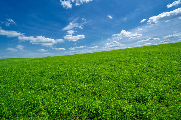 Paesaggio estivo, coltivazioni foraggere di trifoglio verde di erba medica in campi coltivati, piante a dondolo nel vento - Foto, immagini