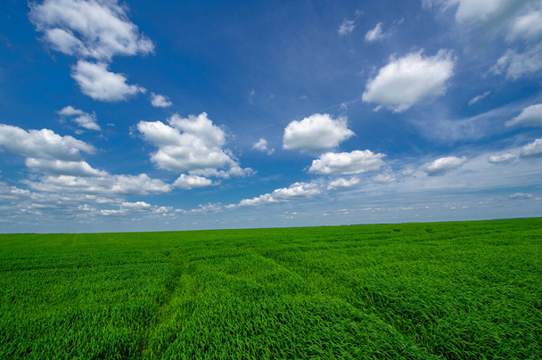 Летний пейзаж, зерновые культуры зеленой пшеницы, растущие на посевных полях, качающиеся на ветру растения - Фото, изображение