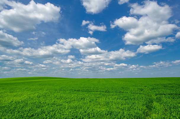 Летний пейзаж, зерновые культуры зеленой пшеницы, растущие на посевных полях, качающиеся на ветру растения - Фото, изображение