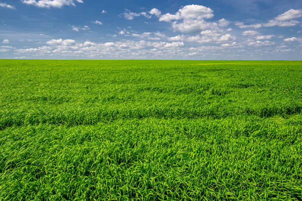 Summer landscape, Green wheat cereal crops growing in cultivated field, plants swaying in the wind - Photo, Image