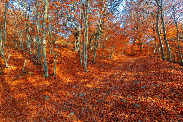 Φθινοπωρινές φωτογραφίες της χερσονήσου της Κριμαίας. Τα δάση με κυρίαρχη δασική οξιά αποτελούν περίπου το 15-40% των δασών στην Ευρώπη. εθνικά πάρκα προστατευόμενα φυσικά πάρκα και καταφύγια - Φωτογραφία, εικόνα