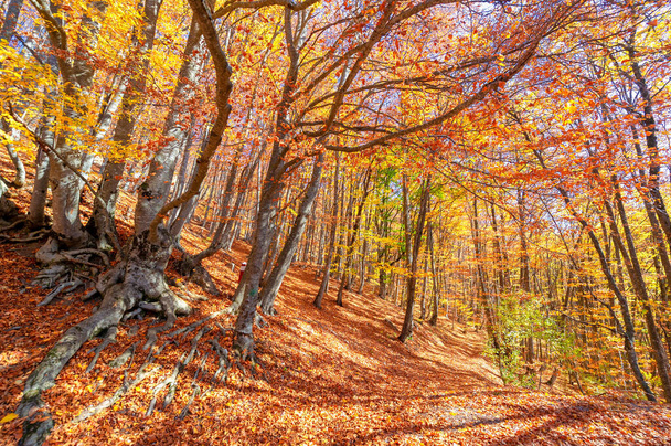 Fotos de otoño de la península de Crimea, Bosques de carpe de haya. Los bosques con un predominio de hayas forestales representan entre el 15% y el 40% de los bosques de Europa. parques nacionales reservas parques naturales y reservas - Foto, Imagen