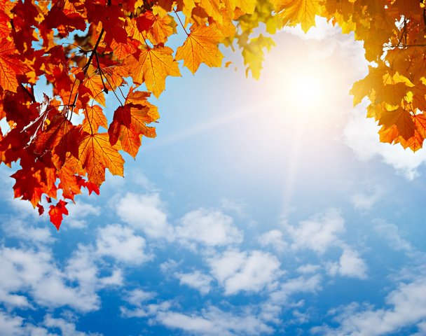 Herbstgelbe Blätter in den Sonnenstrahlen - Foto, Bild