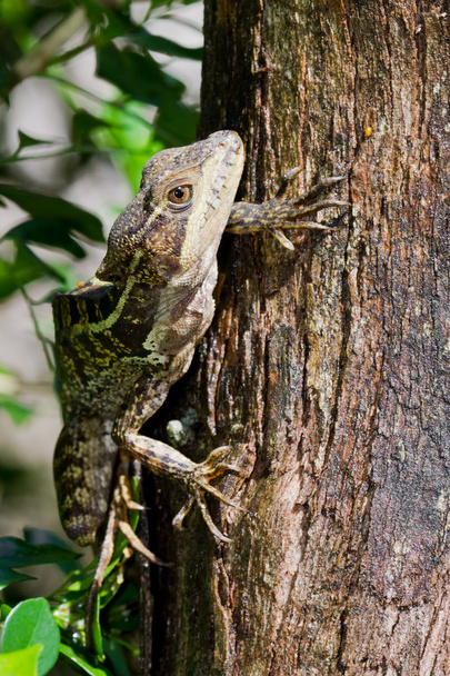 tree lizard - Foto, imagen