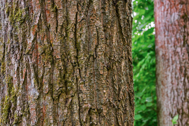 Trunks of pine trees in the forest. Bark texture. Background - Photo, Image