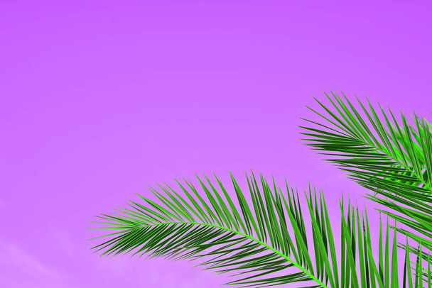 palm leaves on colored background - Foto, imagen