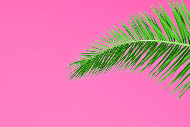 palm leaves on colored background - Fotografie, Obrázek