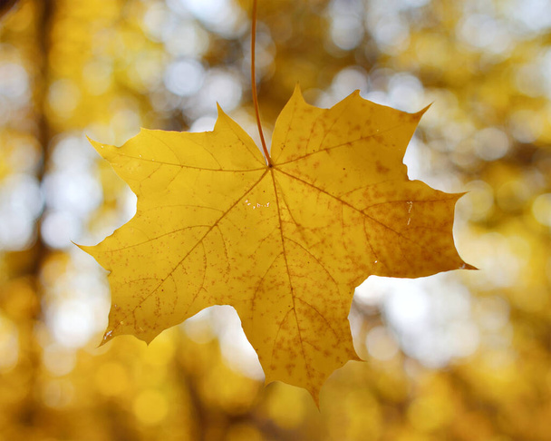 Golden autumn, beautiful background of orange leaves - Foto, Bild