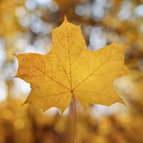 Golden autumn, beautiful background of orange leaves - Foto, Imagem