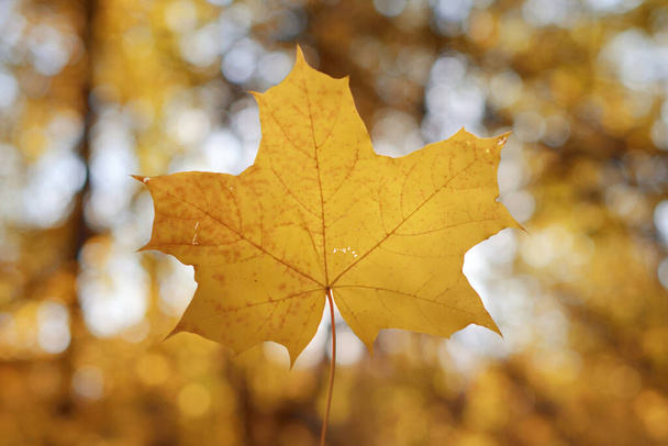 Goldener Herbst, schöner Hintergrund aus orangen Blättern - Foto, Bild