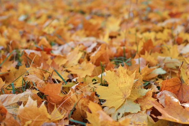 Golden autumn, beautiful background of orange leaves - Photo, image